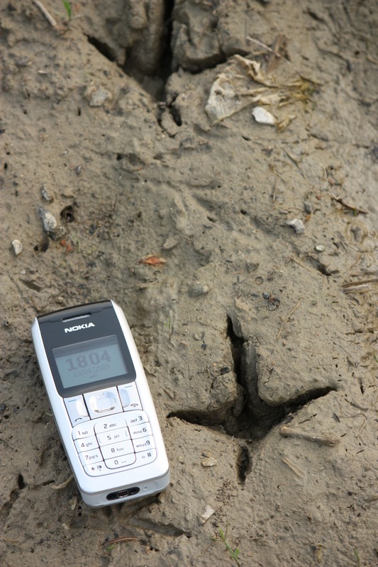 Di che uccello  questa orma?